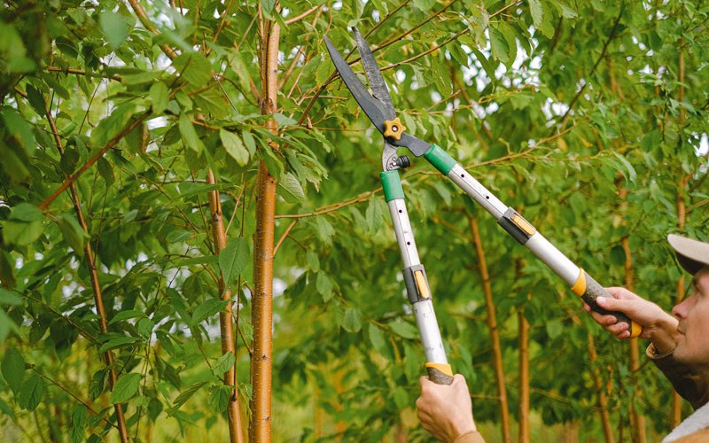Tree trimming in Wakpala, SD