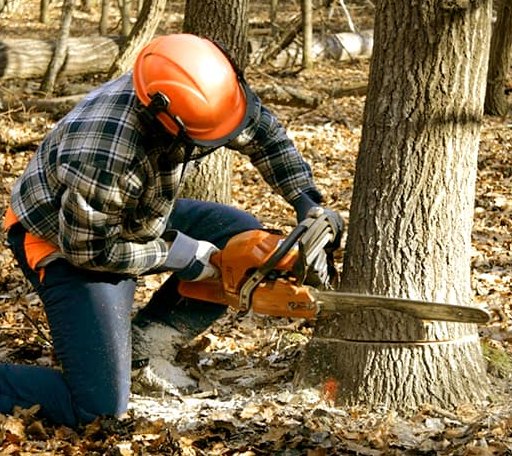 Tree Removal in Wakpala, SD